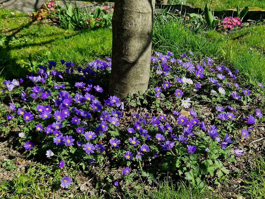 Terrassengarten 6 20230406 112955