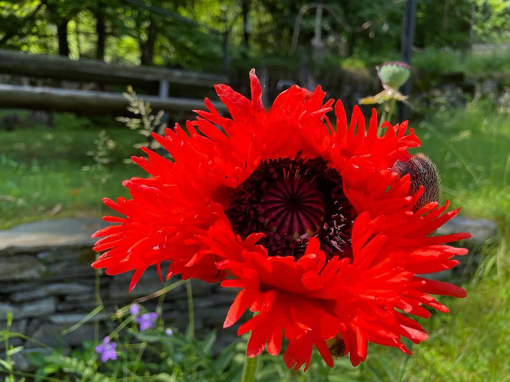 Wohnung N°2 7 Mohn
