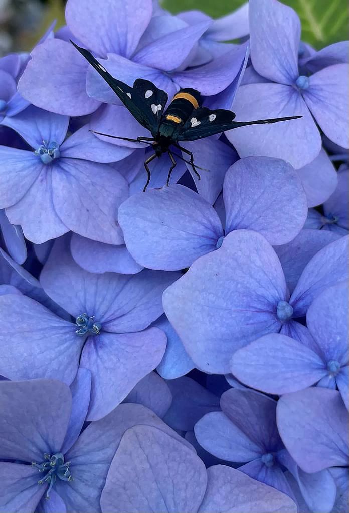 Wohnung N°2 8 Hortensio mit Widderchen