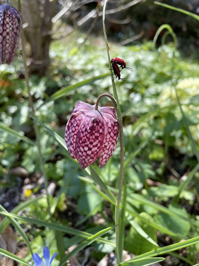 Terrassengarten 12 IMG 2947