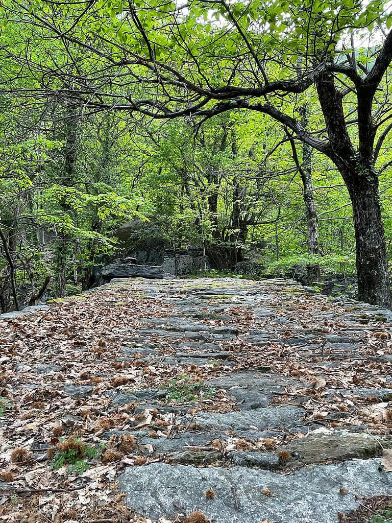 Terrassengarten 14 Boschetto