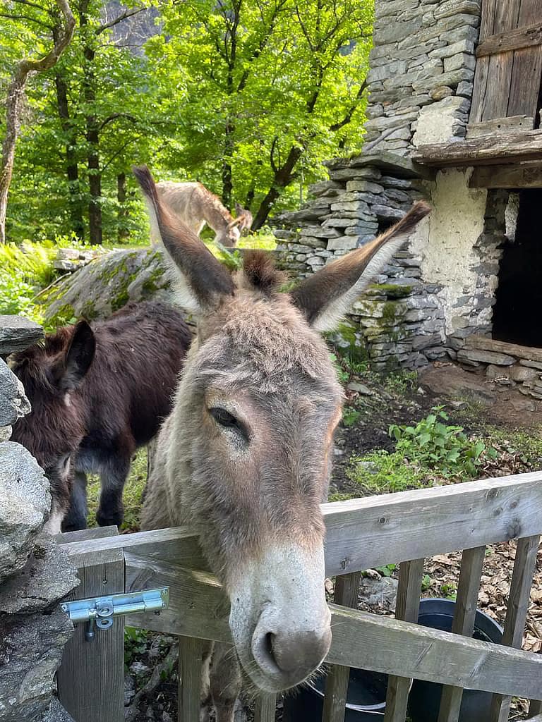 Wohnung N°3 9 Esel Boschetto