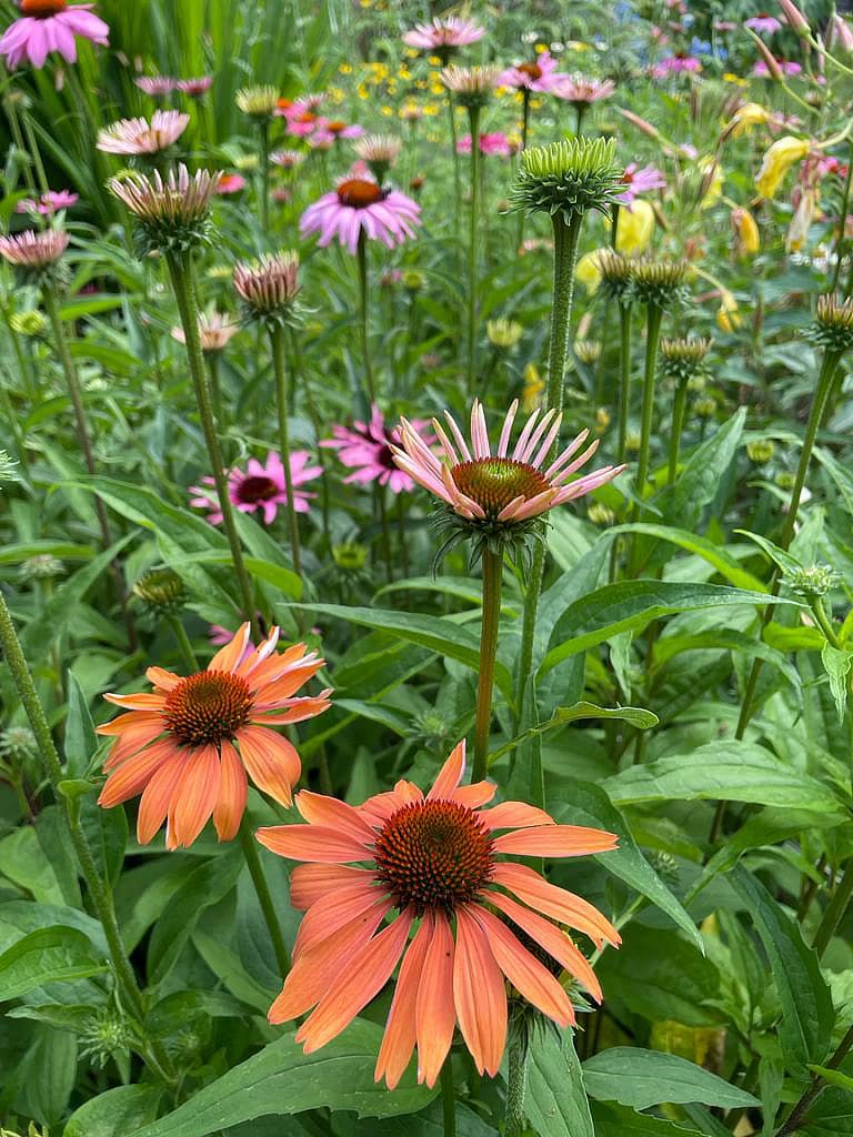 Wohnung N°3 5 Echinacea