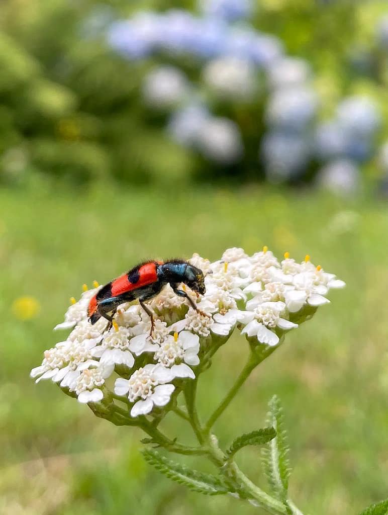 Wohnung N°6 7 blume