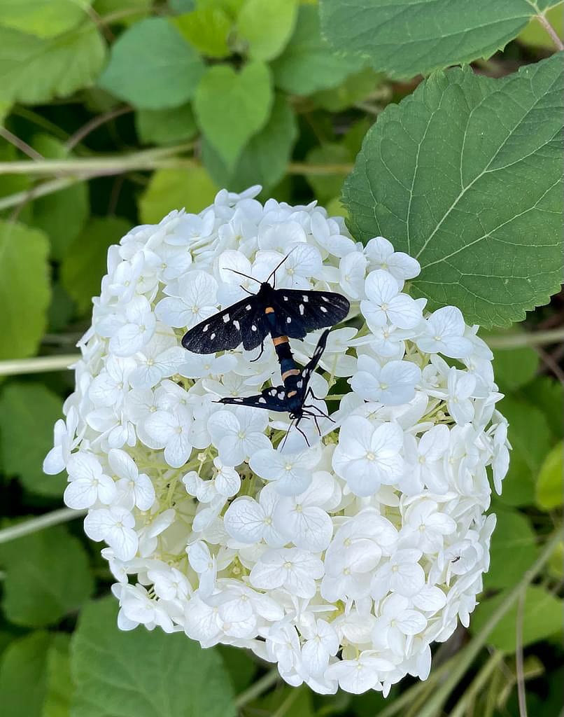 Wohnung N°2 12 weisse Hortensie